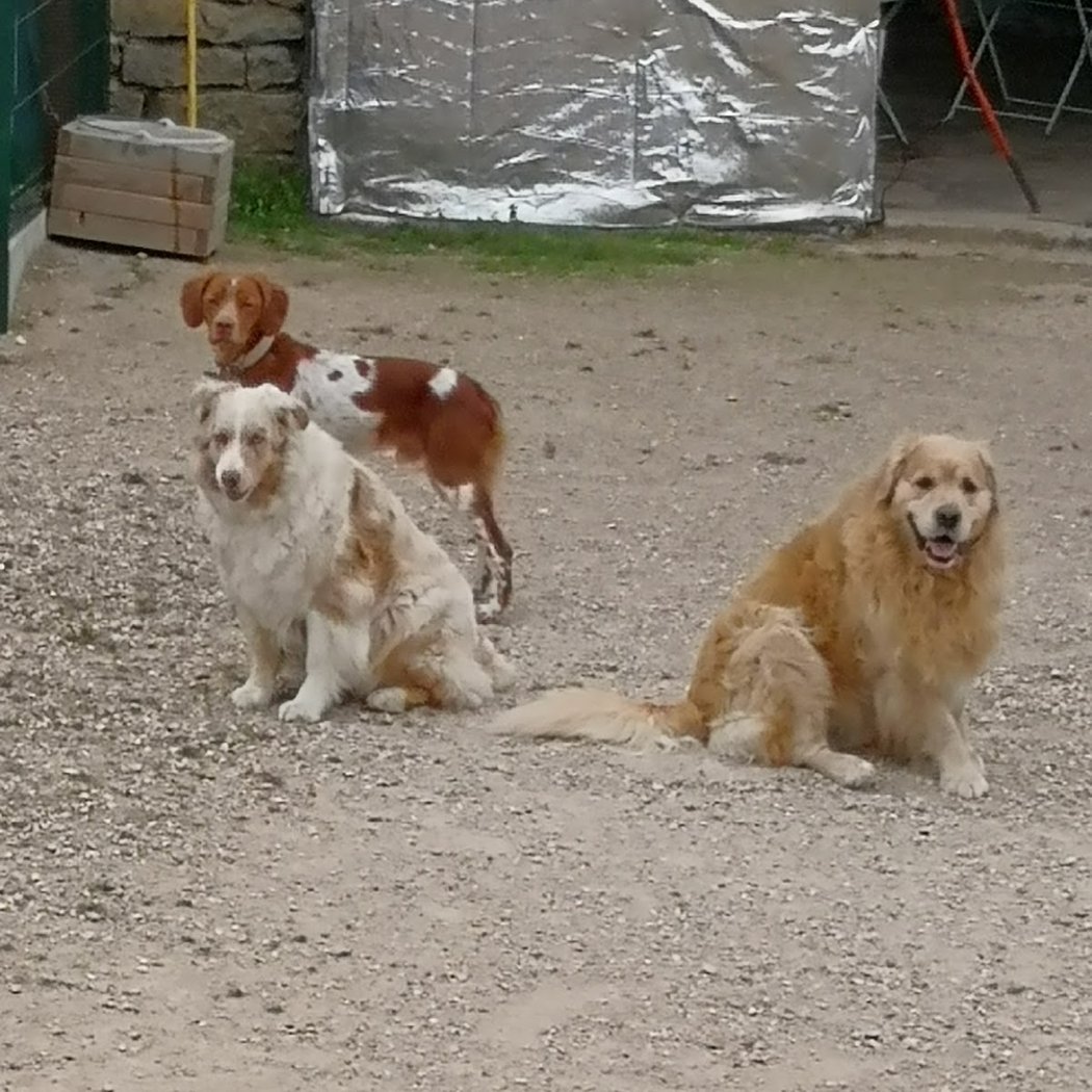 Esthéti'chien/vacances 2