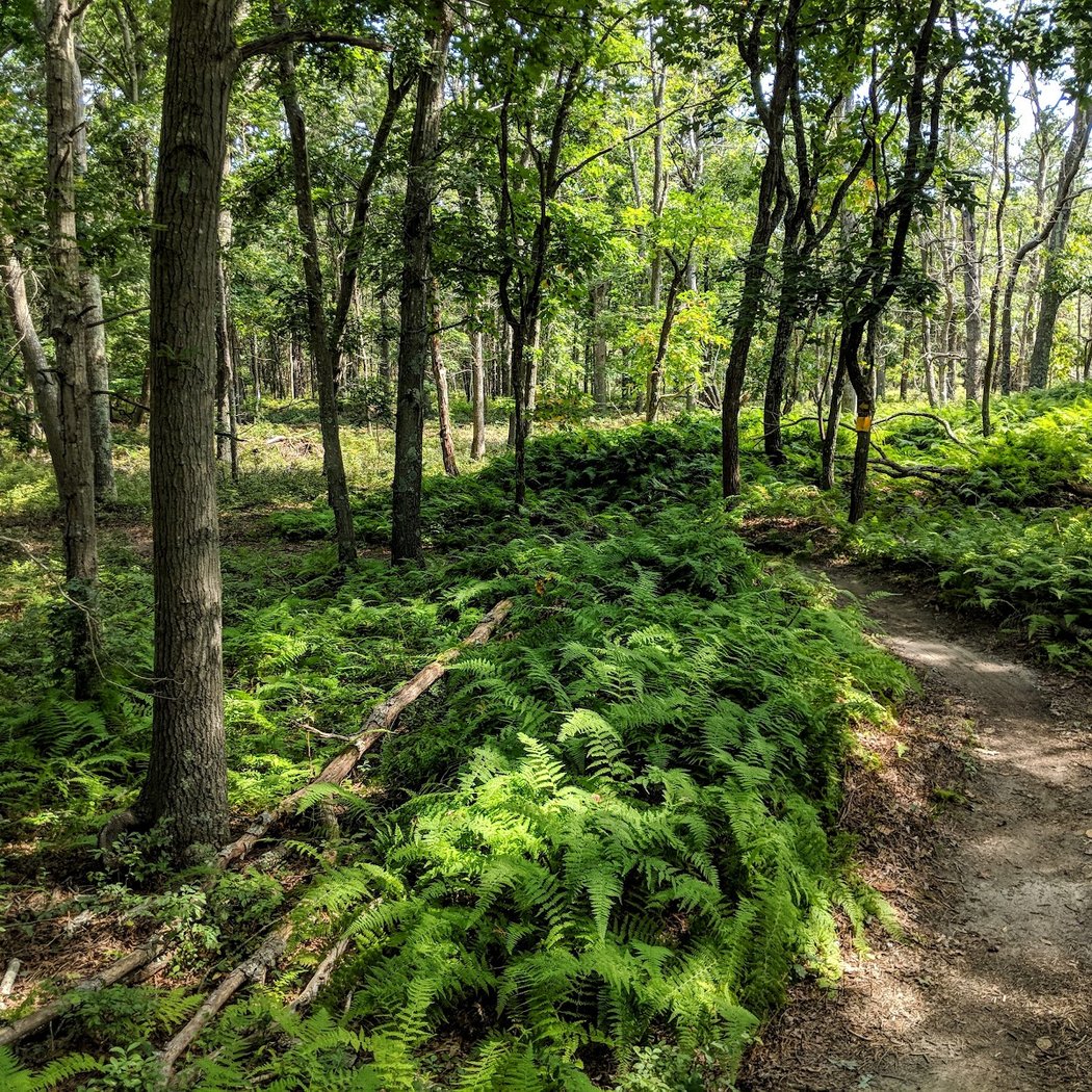 Rocky Point Mountain Bike Trail 2