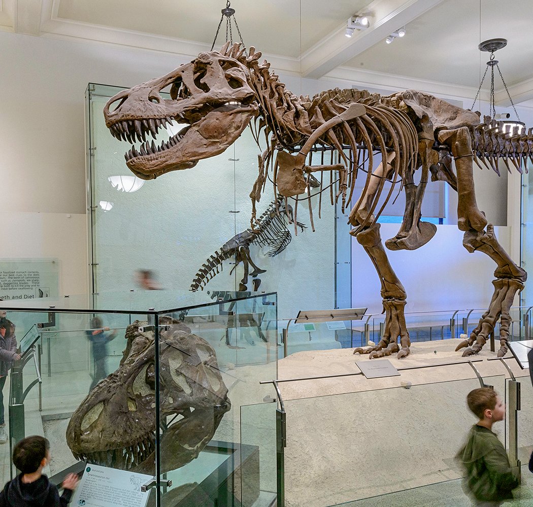 Hall of Saurischian Dinosaurs 1