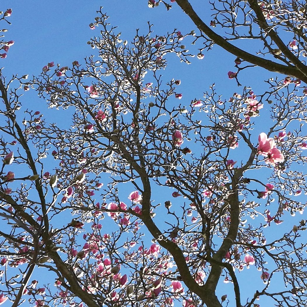 Almond Avenue Neighborhood Park 1