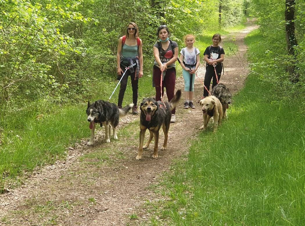 Cani-Kart Chien De Traineau Jauldes 2