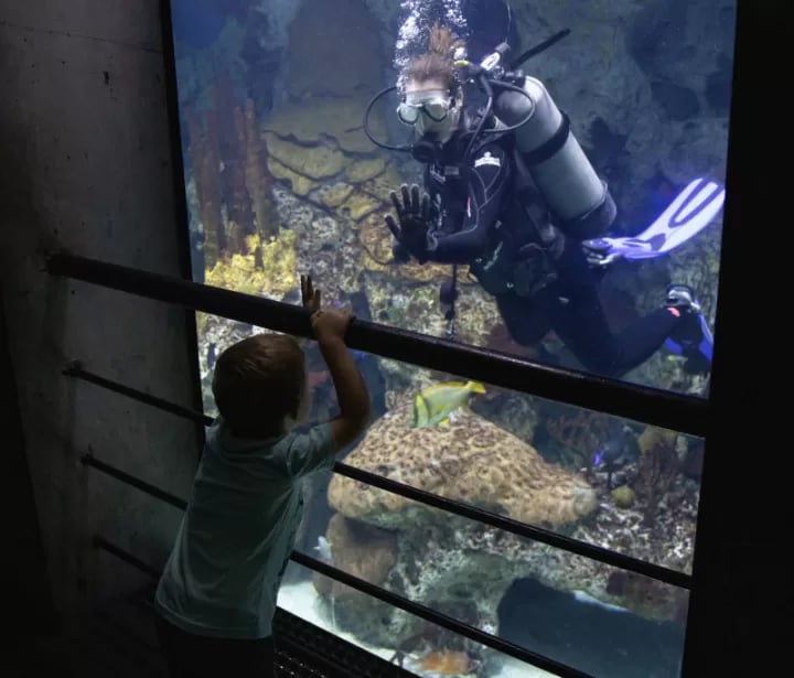 Guest Diver Program 1