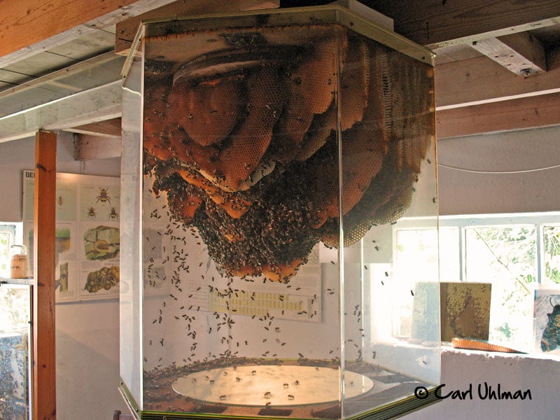 Honeybees Buzzing Through Time 1