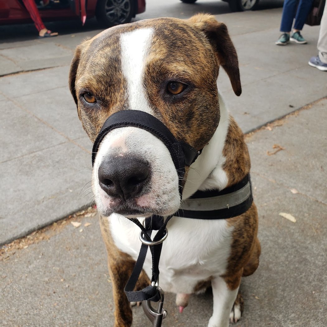Berkeley Humane 2