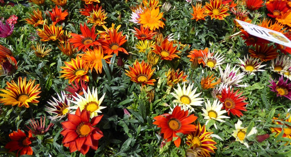 Fête de Printemps, Marché aux Fleurs de Livry Gargan 1