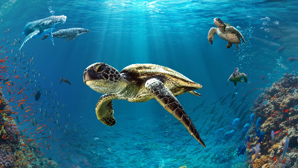 Turtle Odyssey 1