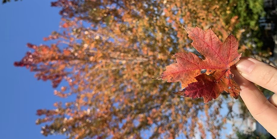 Autumn Tales 1