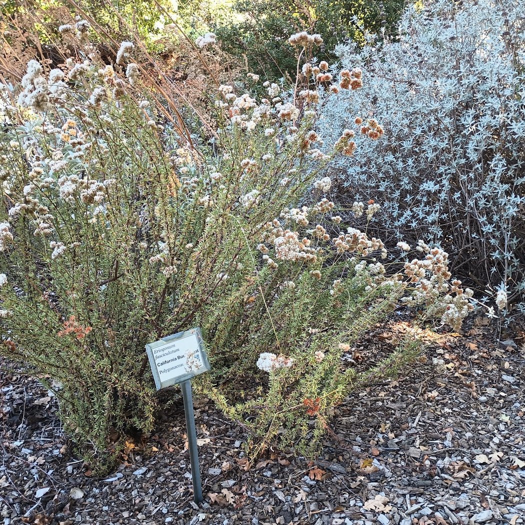 CNPS SCV Nursery 1