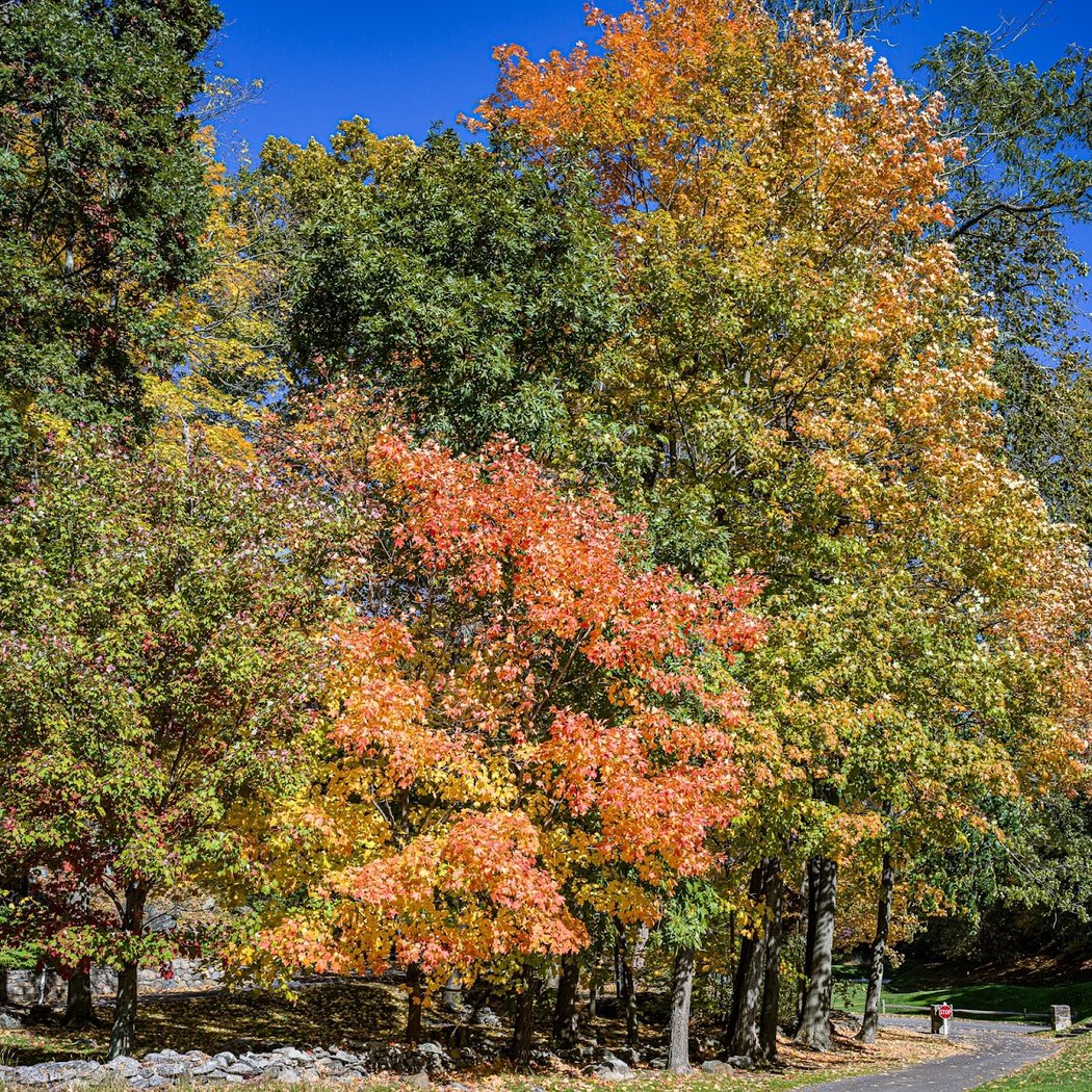 Whippoorwill Club 2