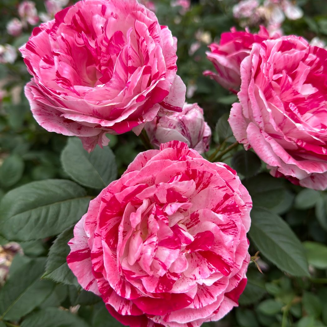 Seoul Rose Festival 2