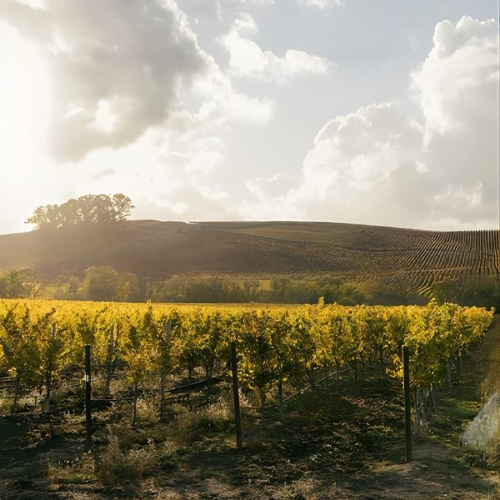 Small Group: The Ultimate Napa & Sonoma Wine Tour 2