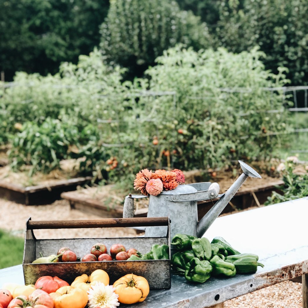 Learn Wylde: Planting Your Second Summer Vegetable Garden 2