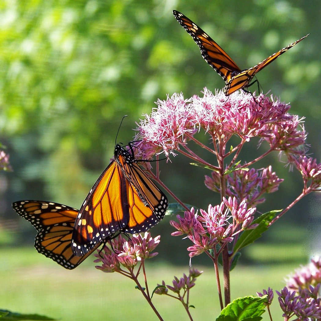 Monarch Survey 3