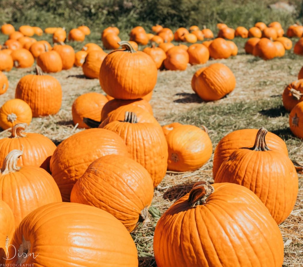 Fall Festival Weekend 3