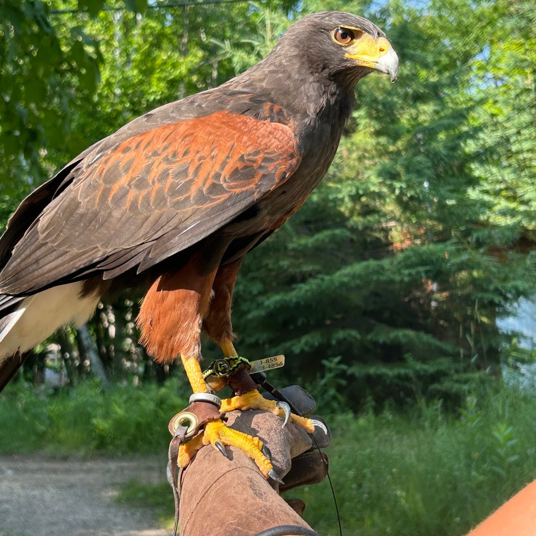 Birds Of Prey 1