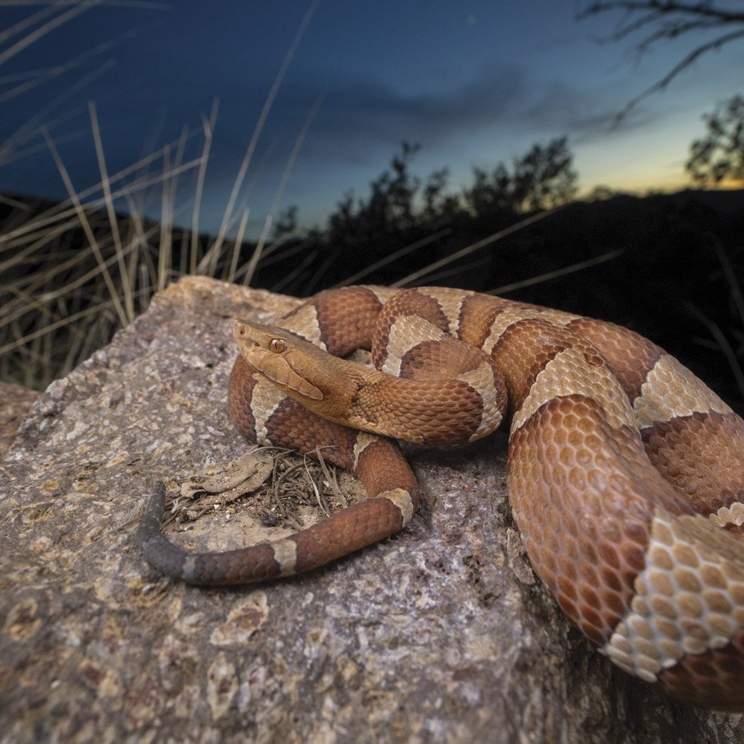 Serpent Show and Tell 1