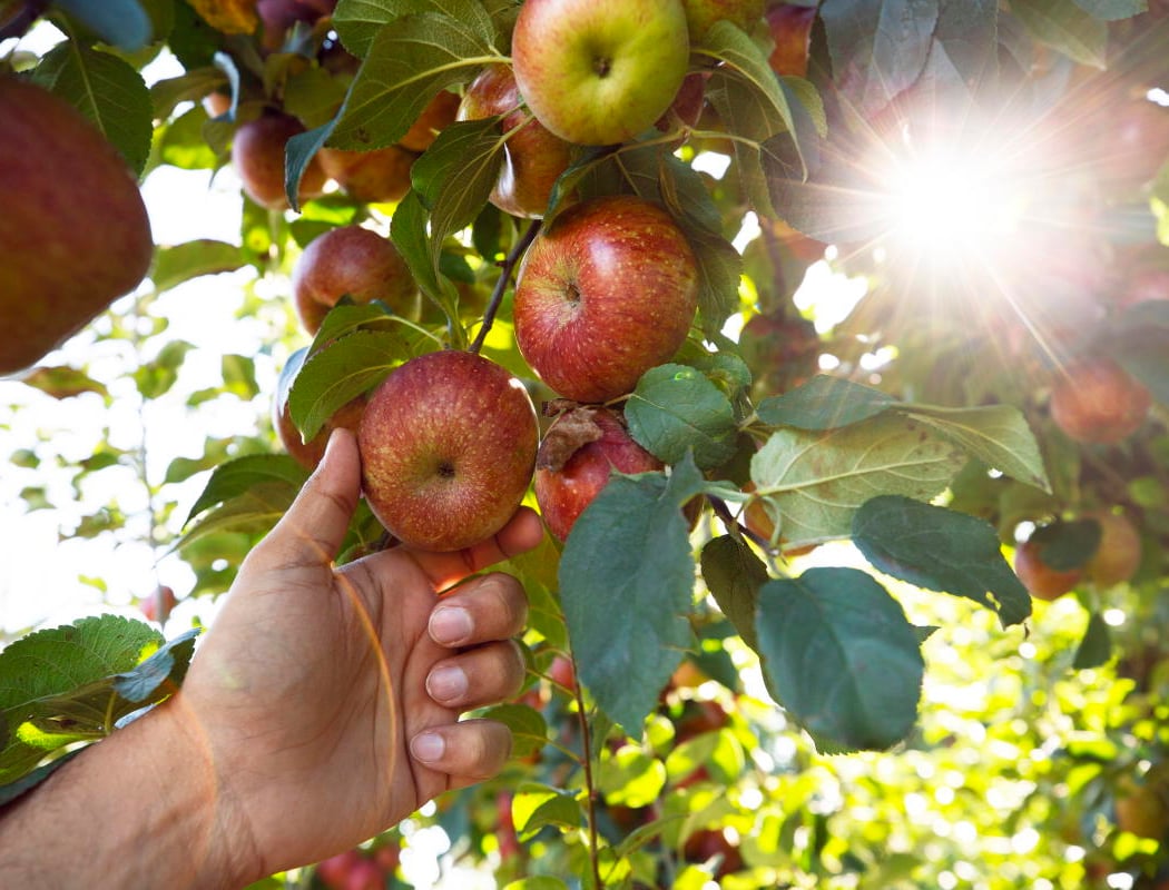 Apple Fest 2