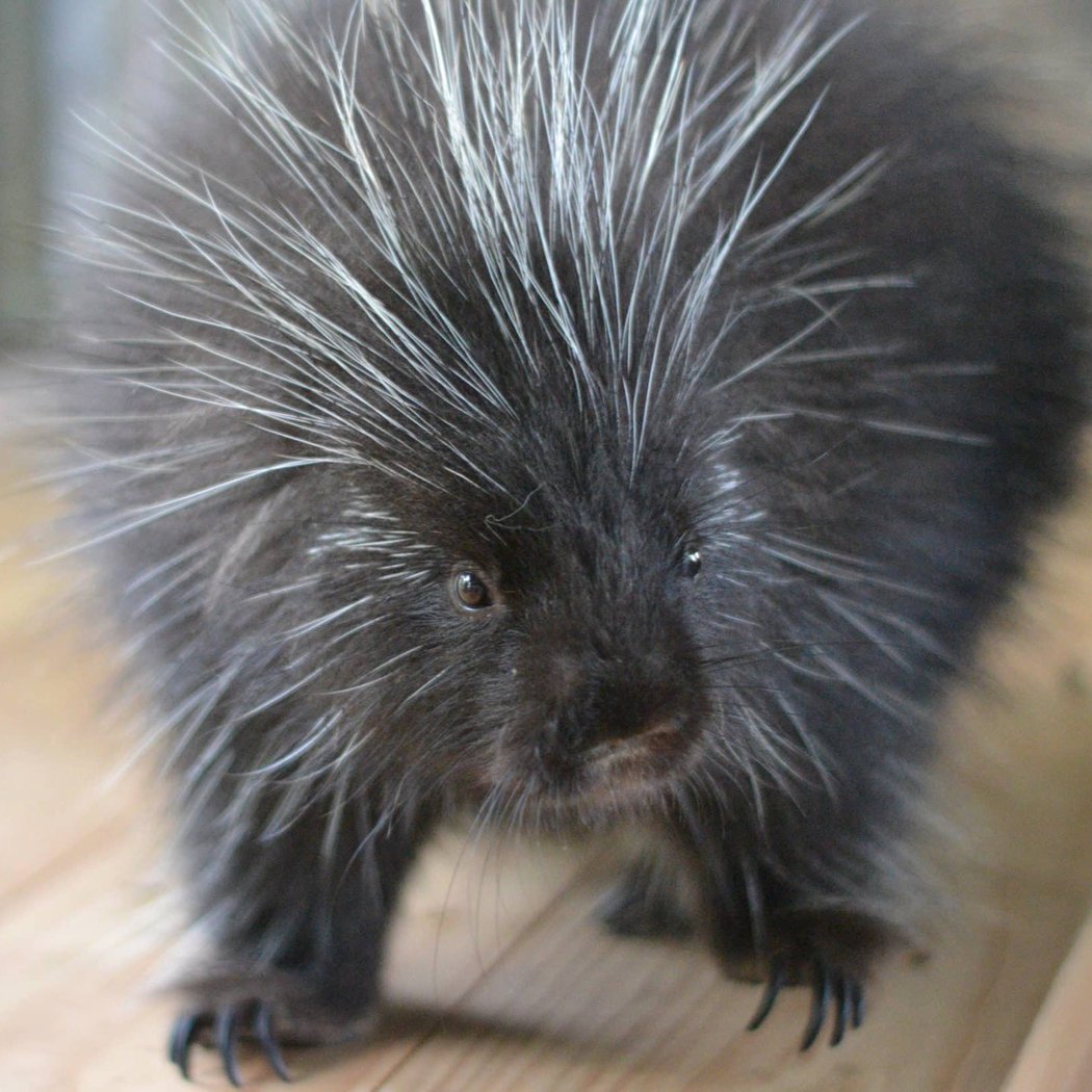 Porcupettes Up Close 2