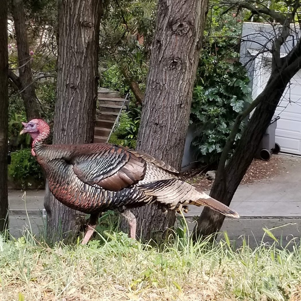 Ostrander Park 1