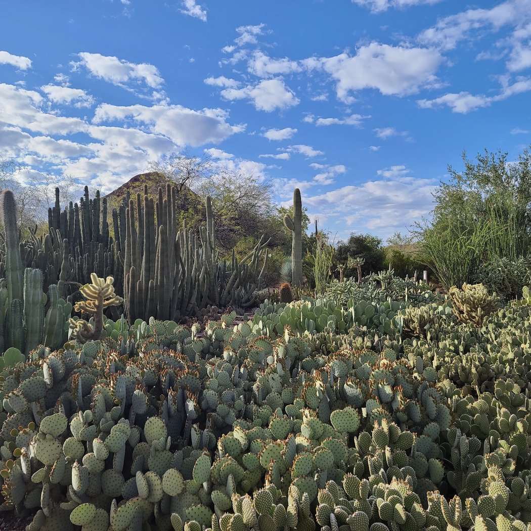 Sonoran Sippin’ 3