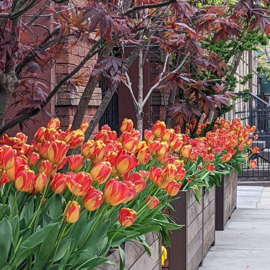Gramercy Park Habitat 2