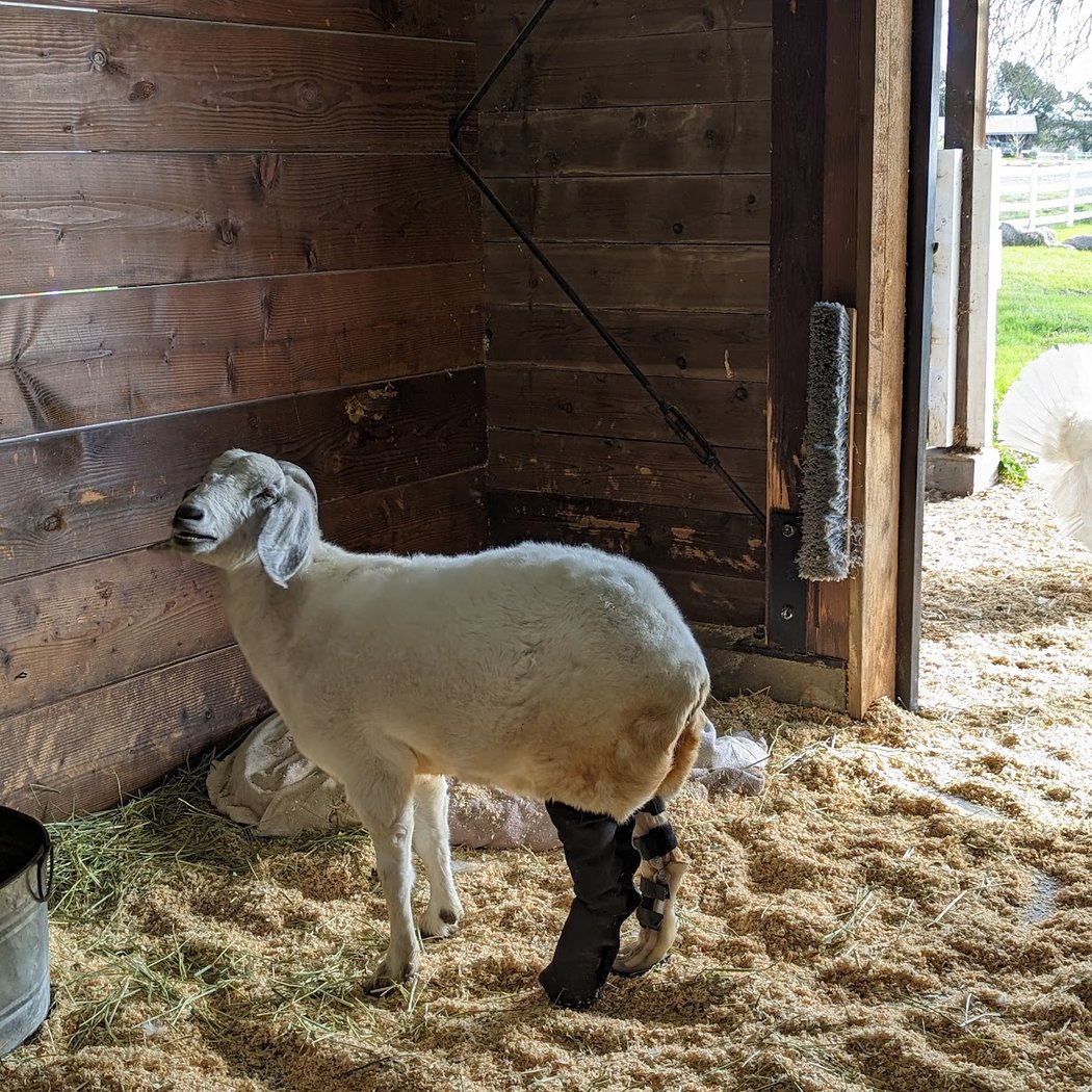 Charlie's Acres Farm Animal Sanctuary Community Tour 5