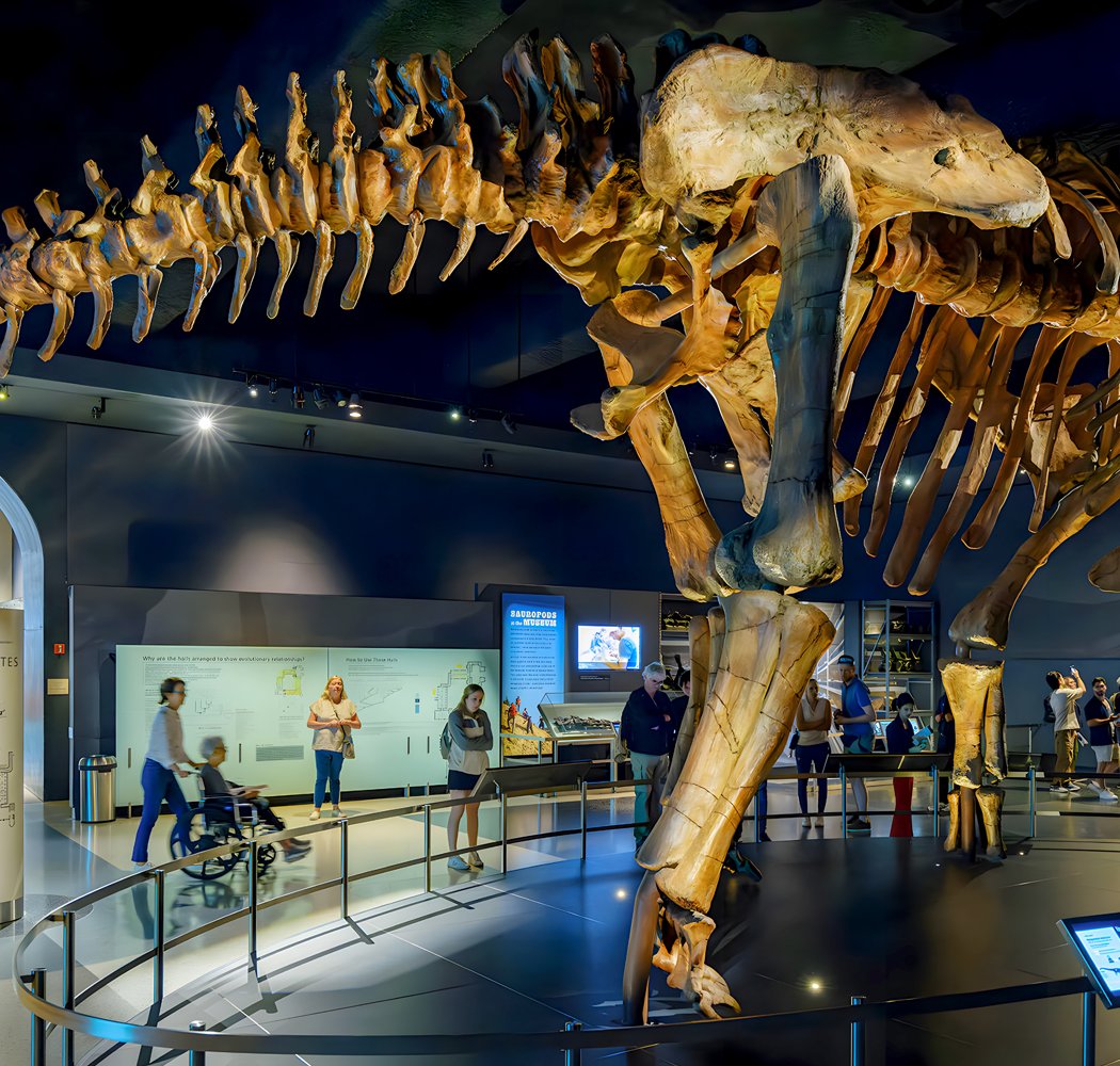 Hall of Saurischian Dinosaurs 3