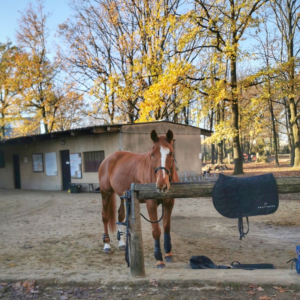 Centre Equestre Montfermeil 3
