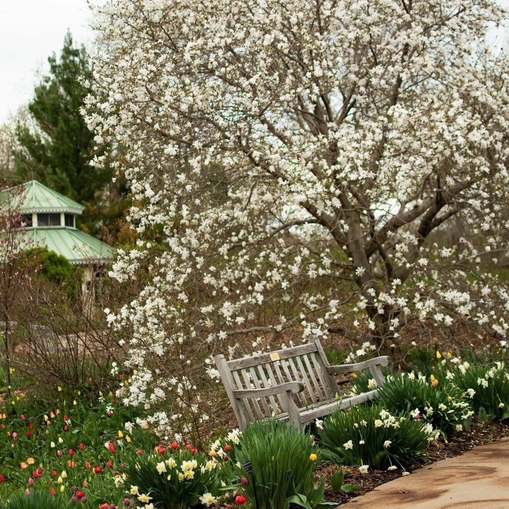 Guided Tree Walk with Michael P. & Glenn Spevacek 3