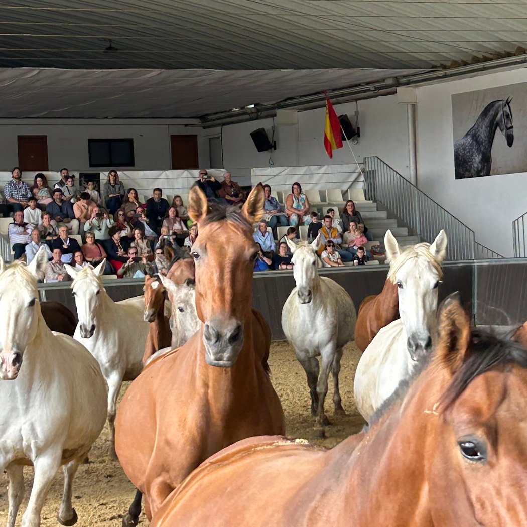Evenhorse 2