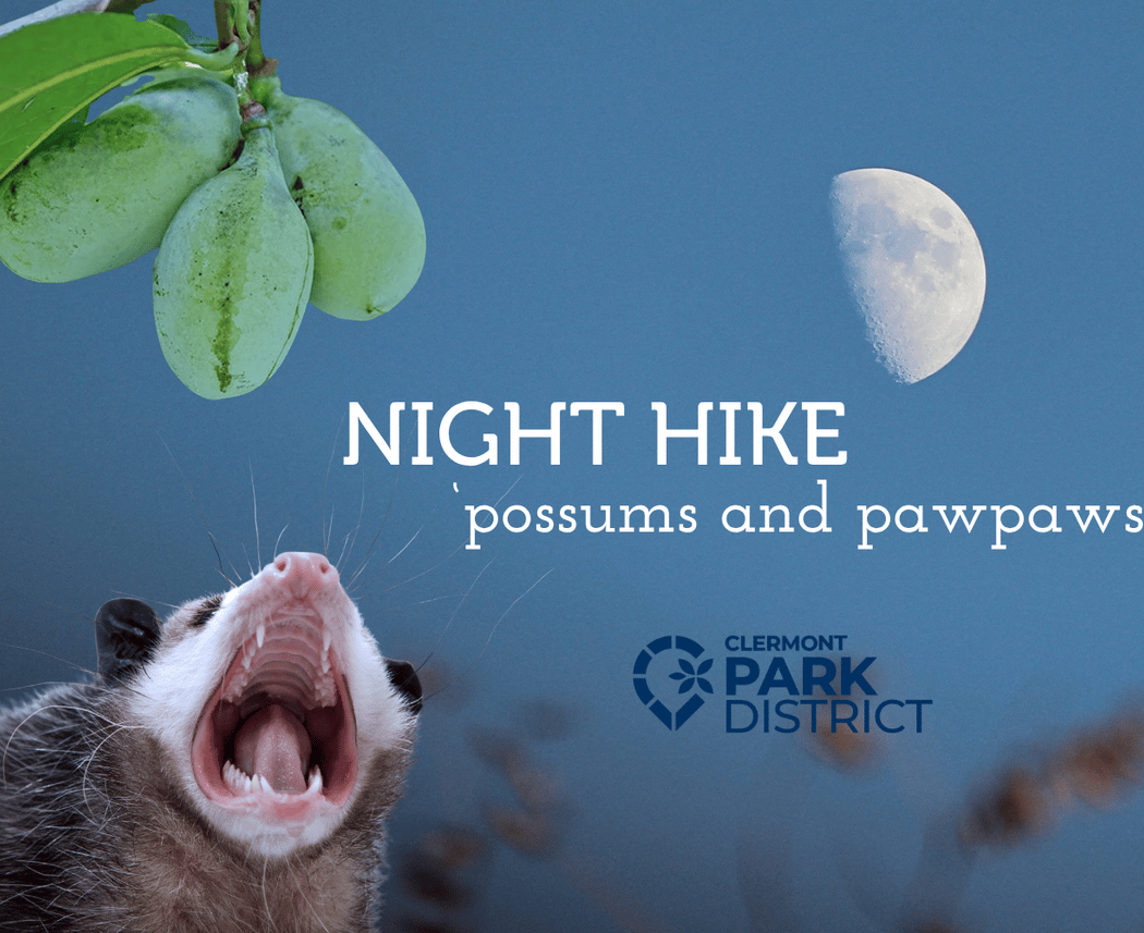 Night Hike: 'Possums and Pawpaws 1