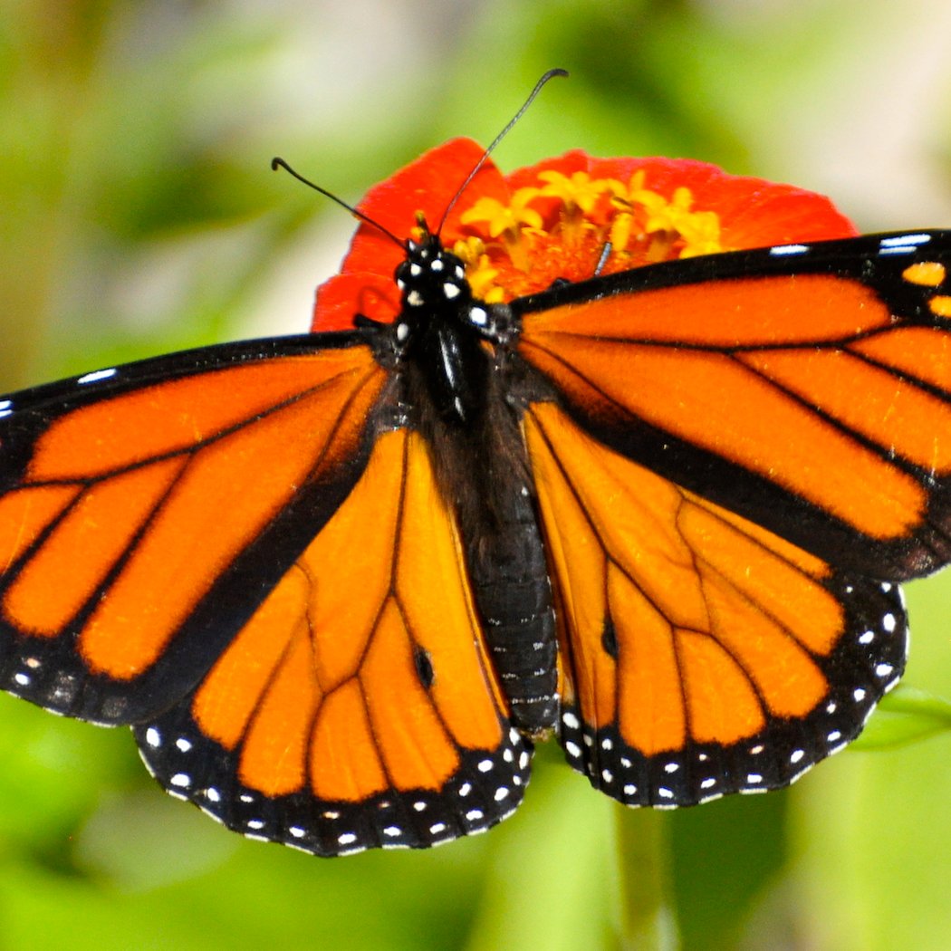 Butterfly Walk at Willowsford 1