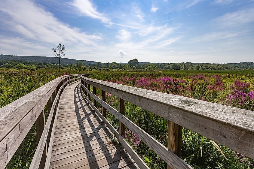 Pawling Nature Reserve 1