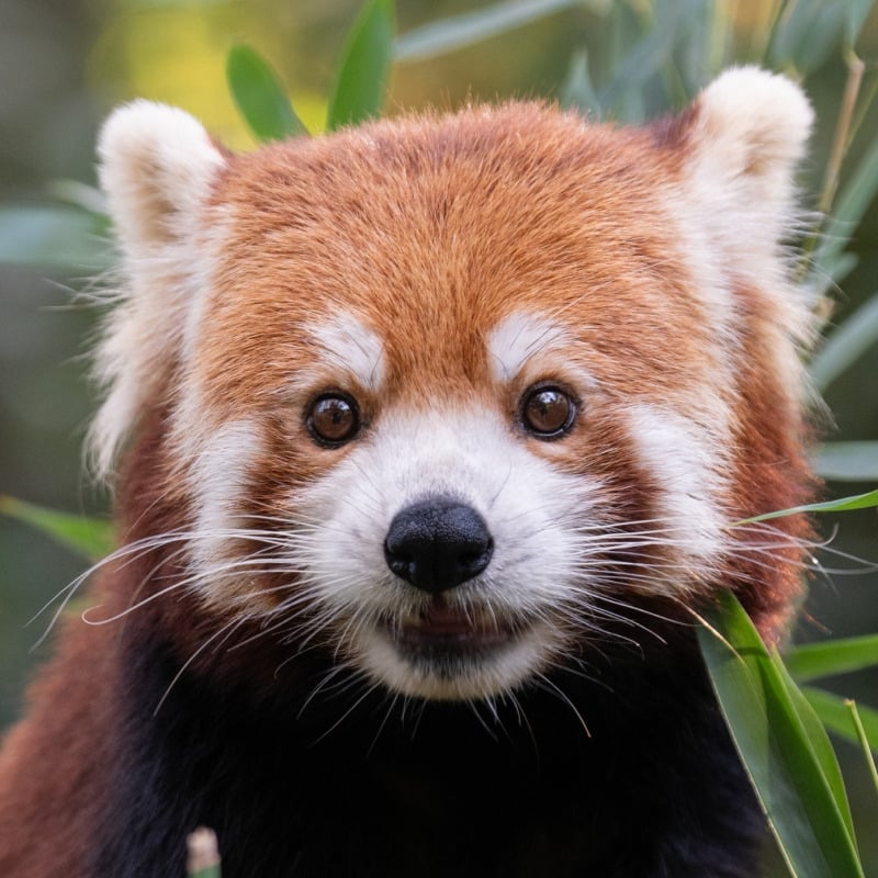 Central Park Zoo Tickets – Fun for Kids & Adults Alike