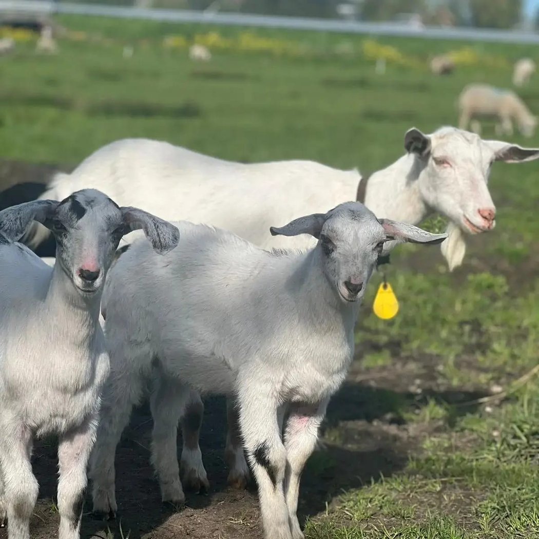 Boerderij Opendag 2