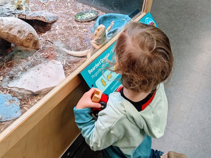 Reptile and Amphibian Discovery Room 2