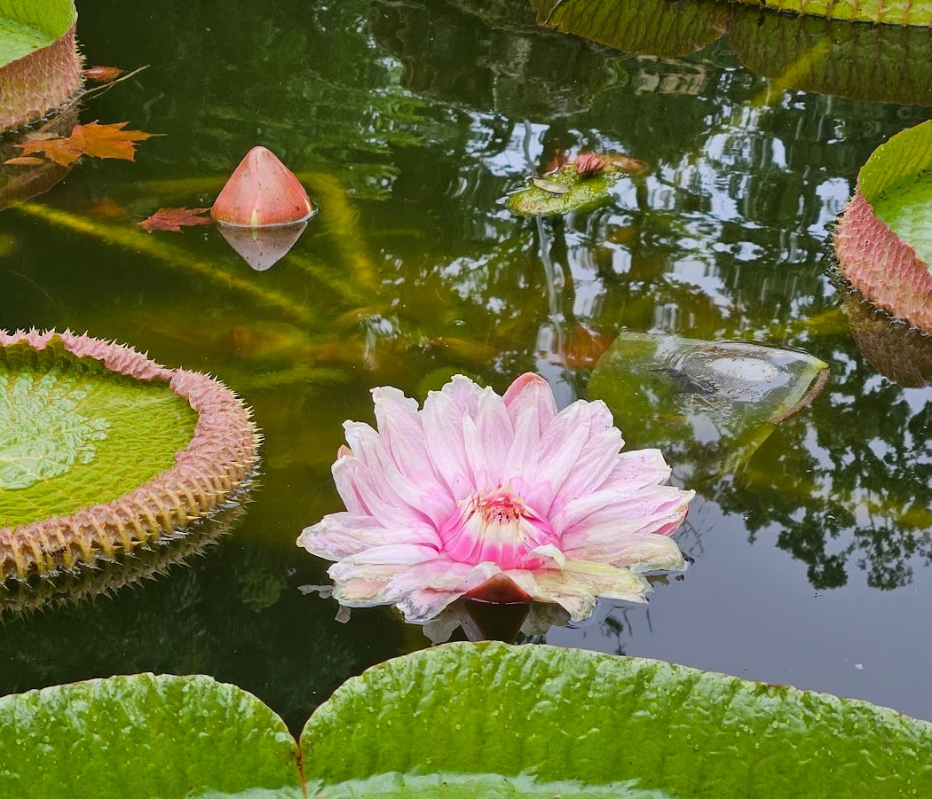 Orto Botanico Giardino dei Semplici - Università di Firenze 1