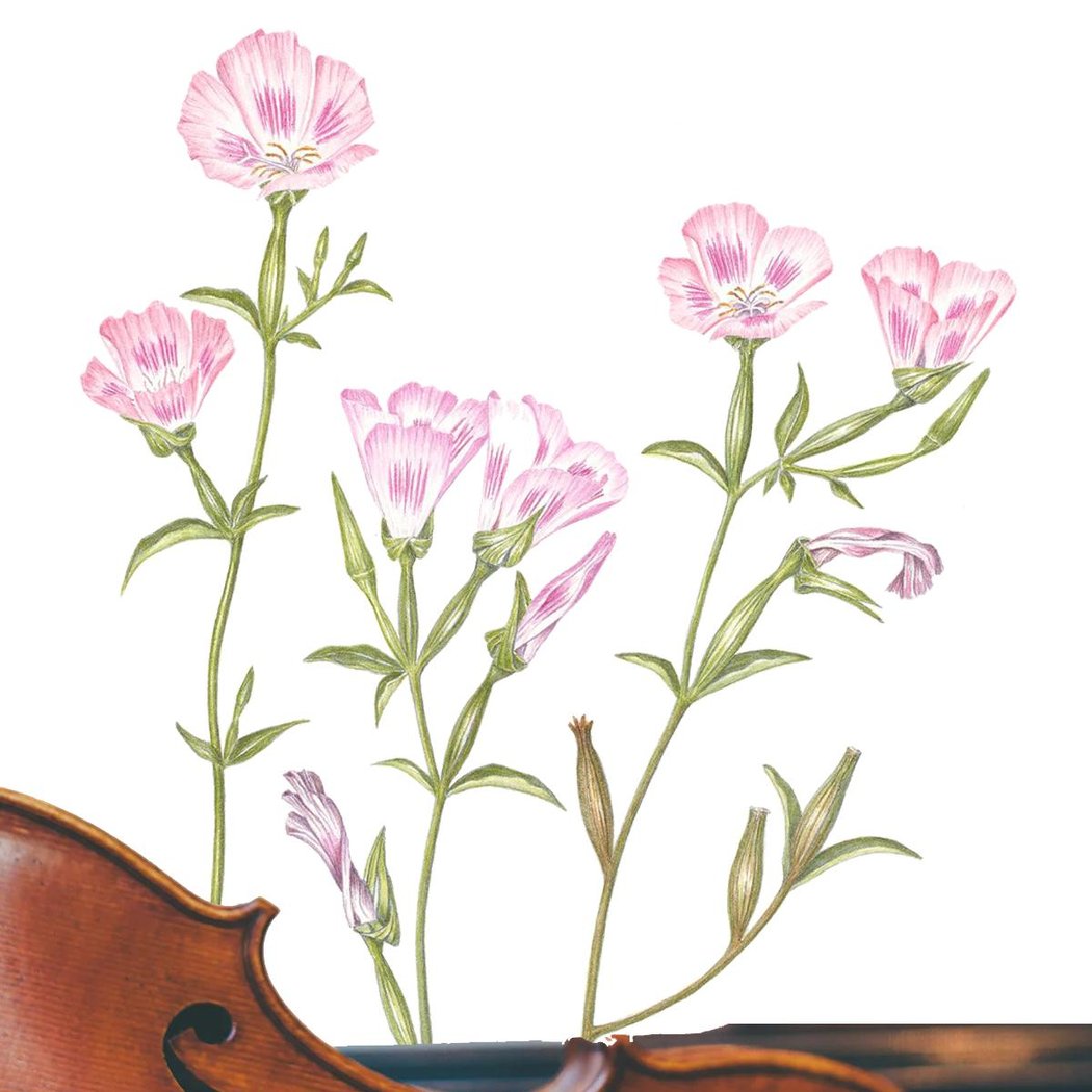 Classical Concert in the Florilegium 1
