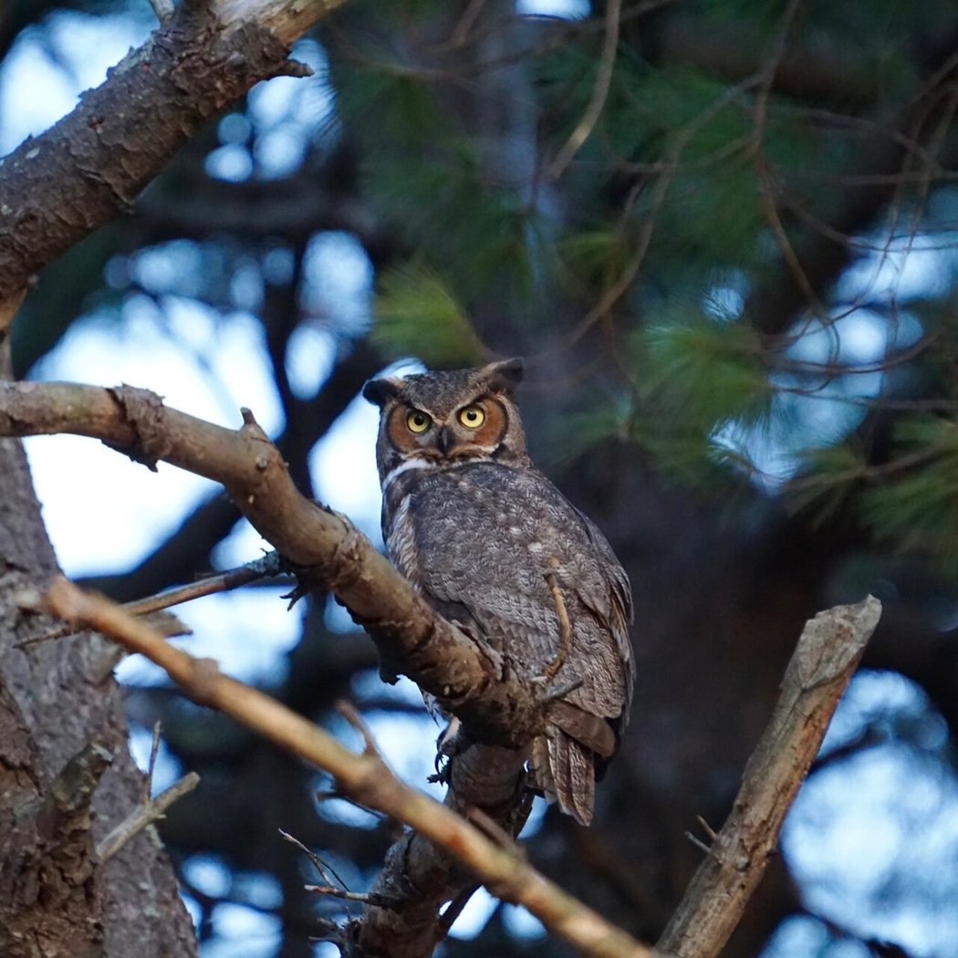 Owl Prowl 1