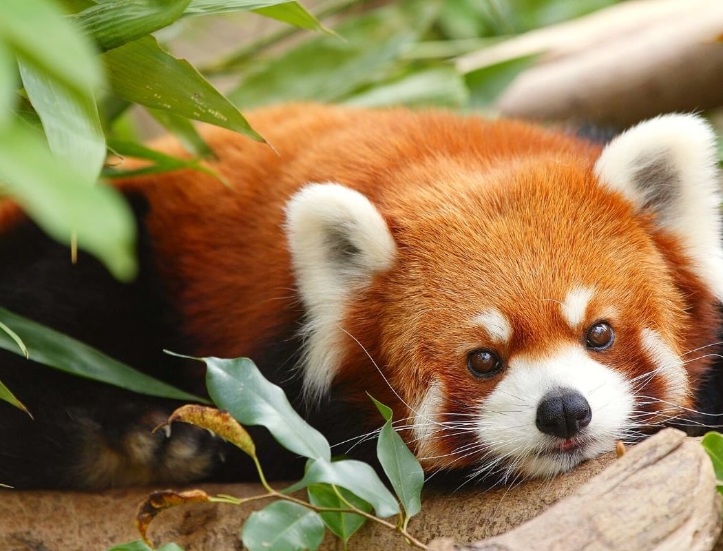 La Ménagerie, le zoo du Jardin des Plantes 1