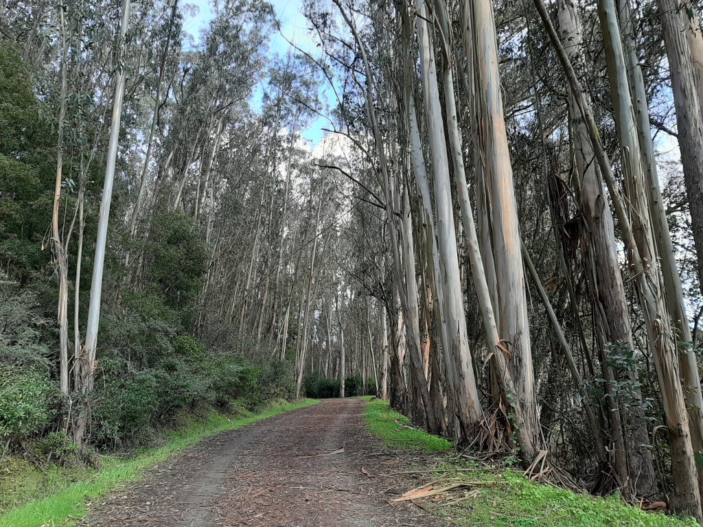 Tilden Nature Area 3