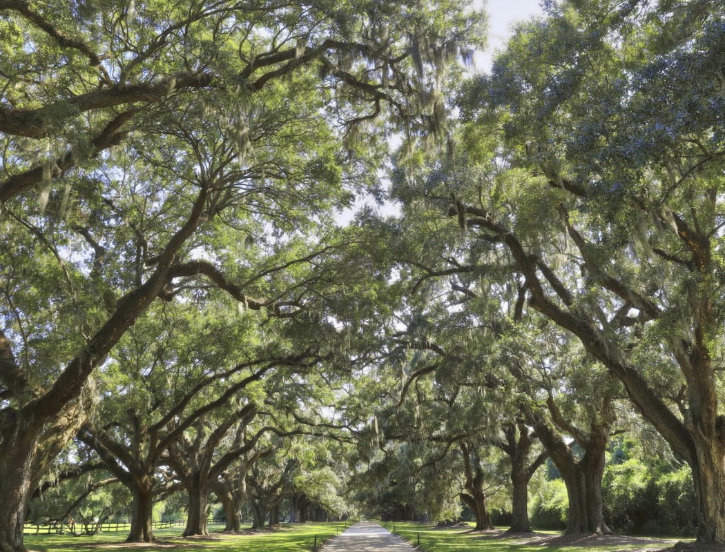 Boone Hall Plantation & Gardens 1