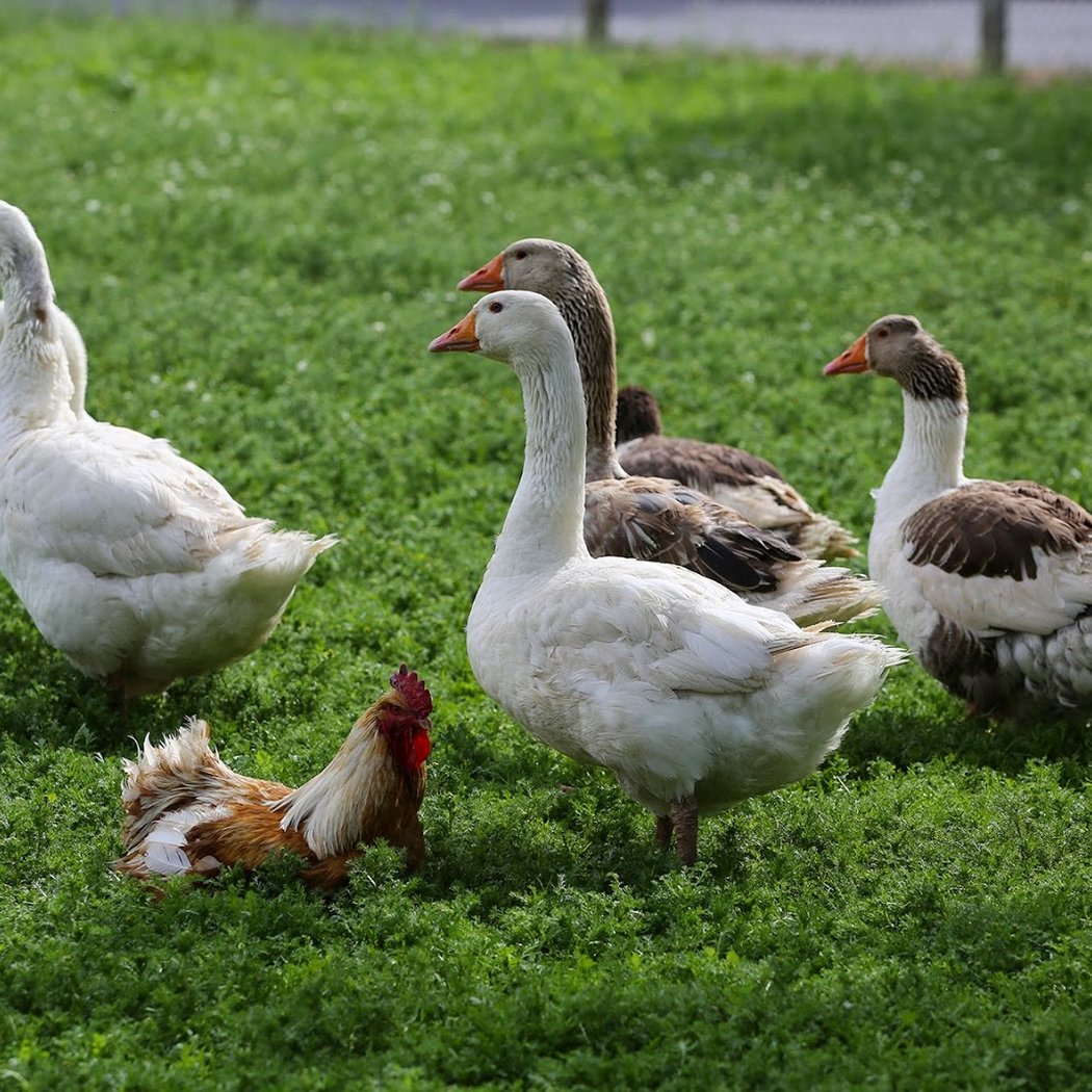 Ferme de la Couture 3