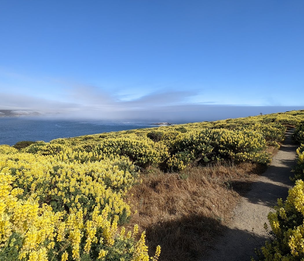 Bodega Head 1