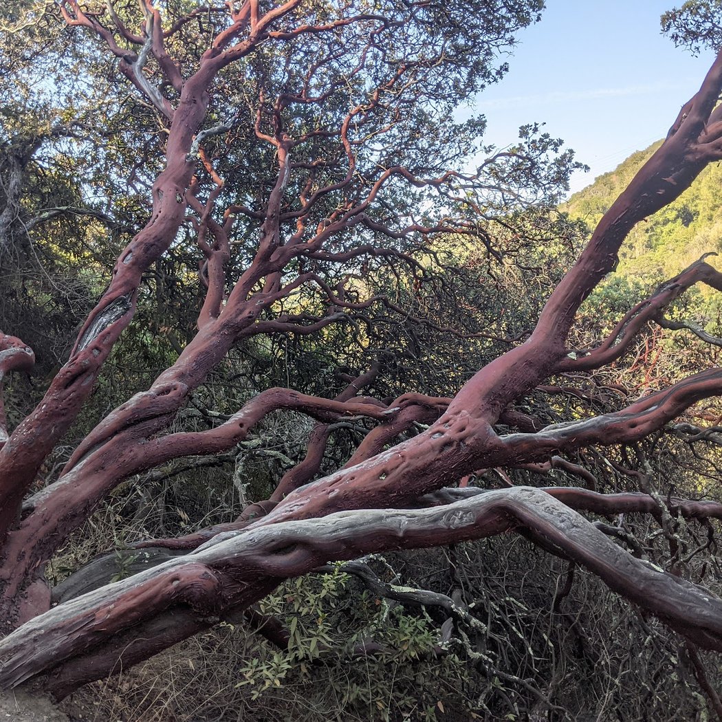 St. Joseph's Hill Open Space Preserve 1