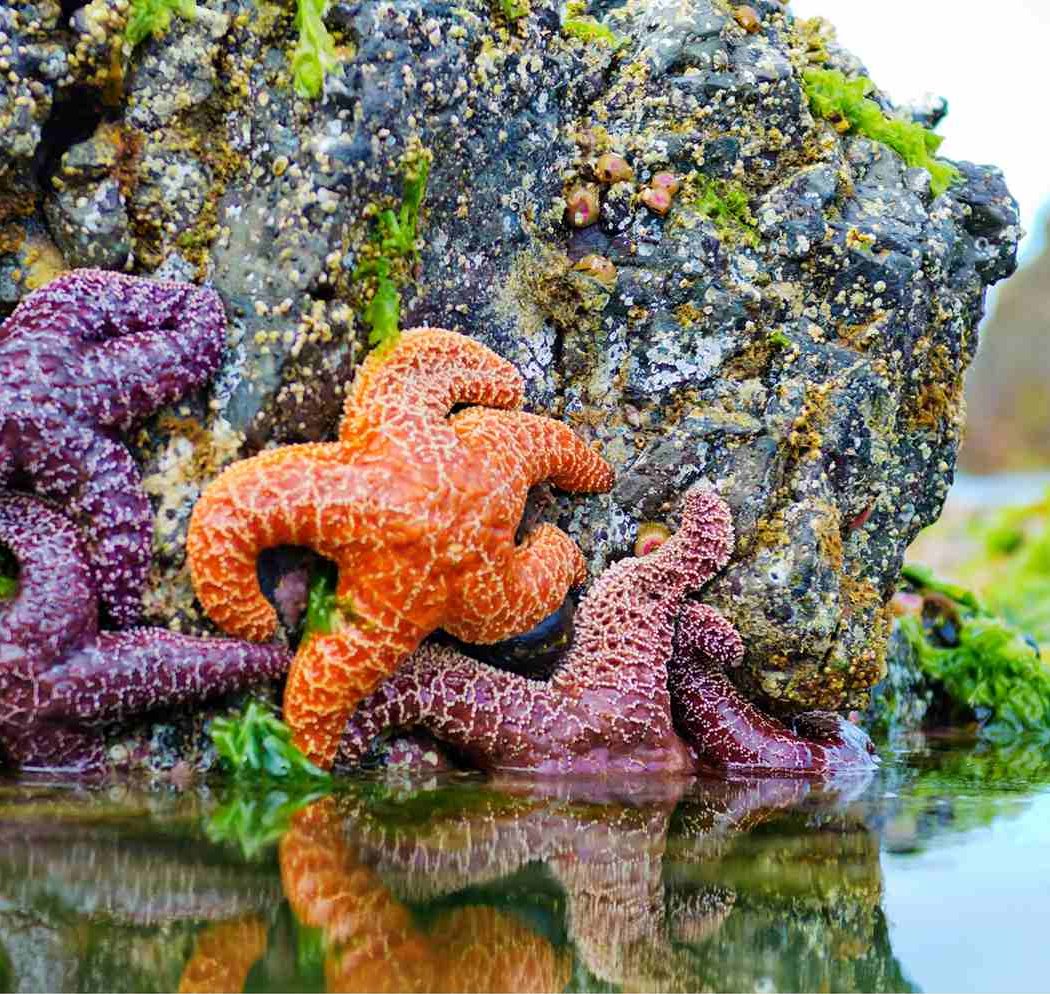Kitsap Beach Explorations 1