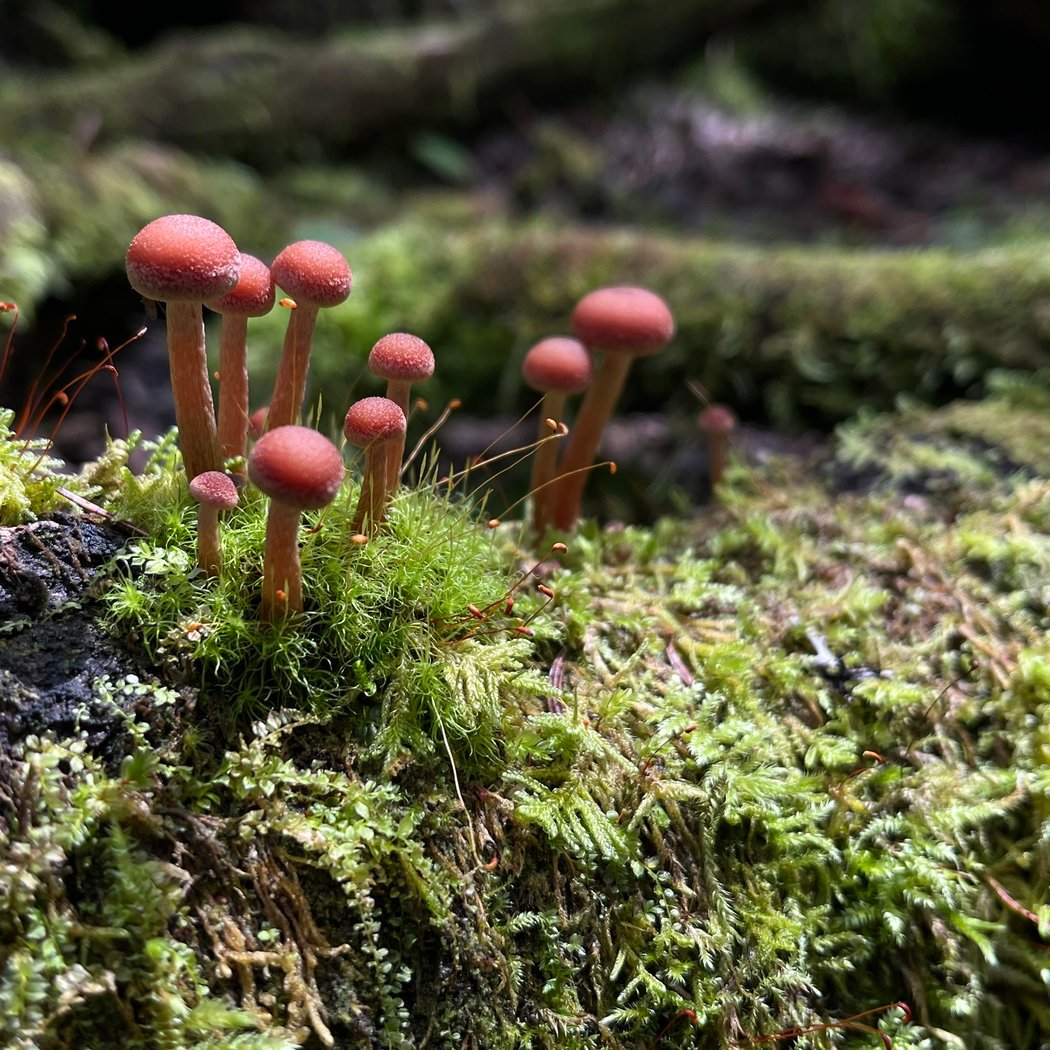 Forest and Fungi Ecology Walk 1