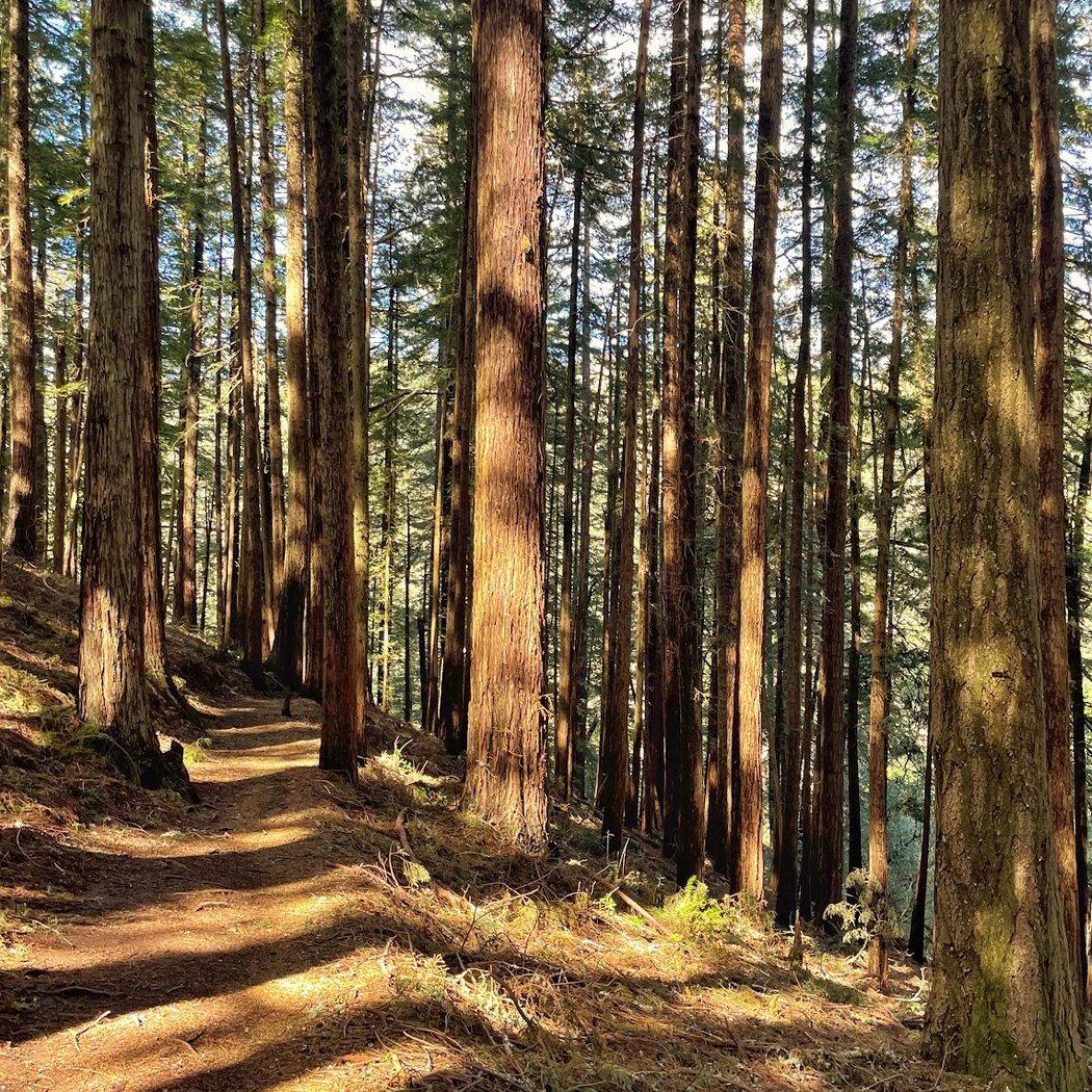 Dipsea Trail Head 1