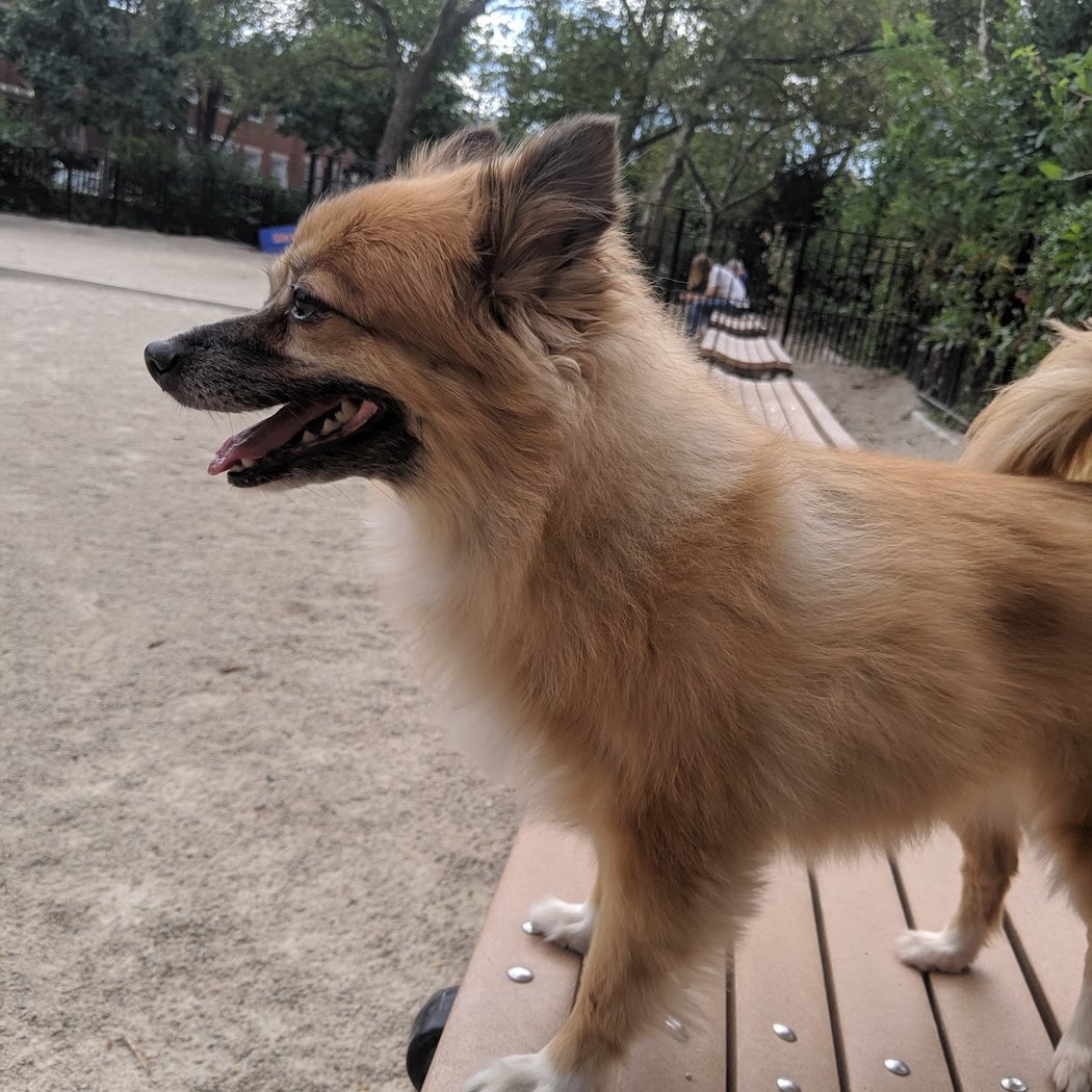 Cooper Park Dog Run 1