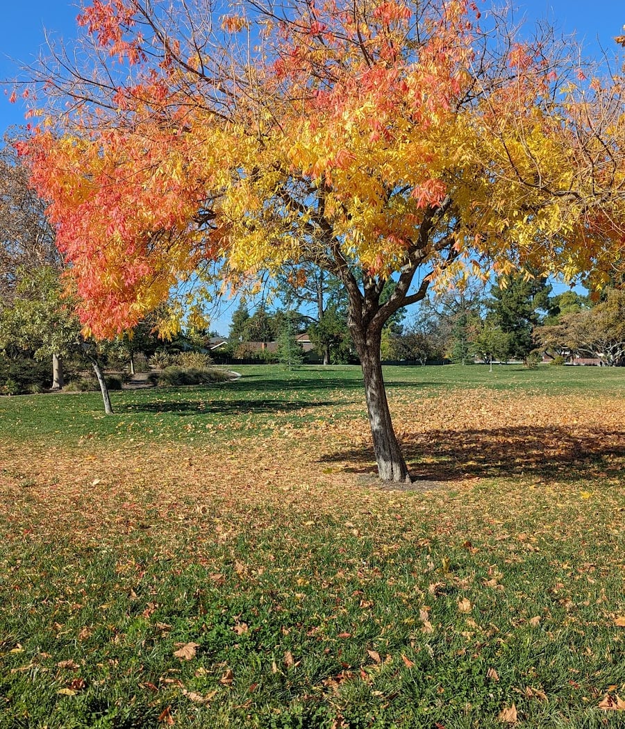 Gomes Park 3